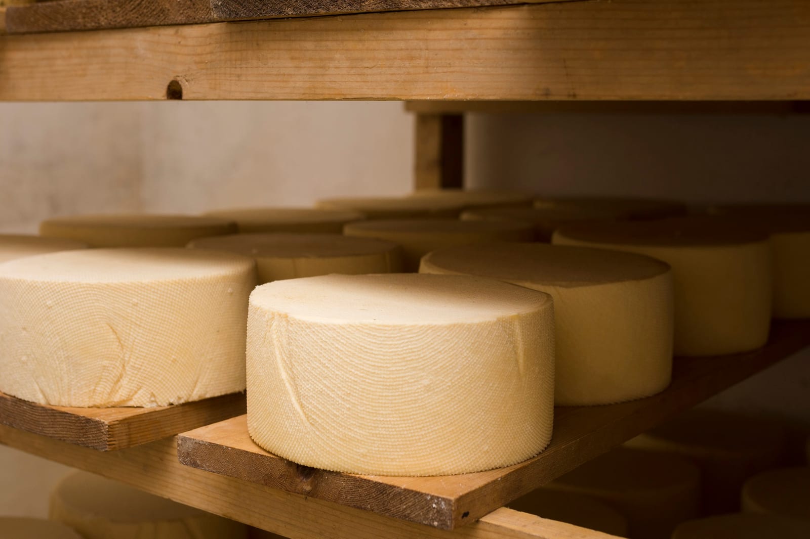 Queijo artesanal em processo de cura